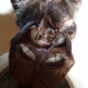 Brachypelma vagans; 4.5 inch; Molt date 9-14-17; Spermathecae sexing