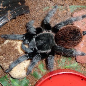 Brachypelma vagans; 4.5" DLS; Molt date 9-14-17; Photo'd 9-18-17