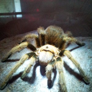 Caramac....  Aphonopelma Chalcodes