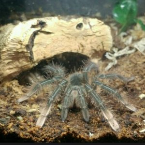 A fresh T.stirmi.