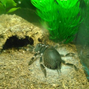 B.auratum molting.