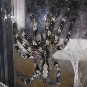 Poecilotheria regalis