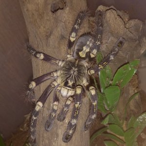 Poecilotheria subfusca Highland