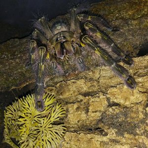 Poecilotheria rufilata