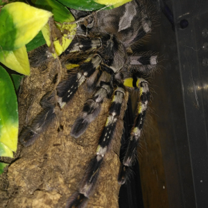 Poecilotheria regalis