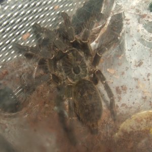 Ceratogyrus darlingii - Saan