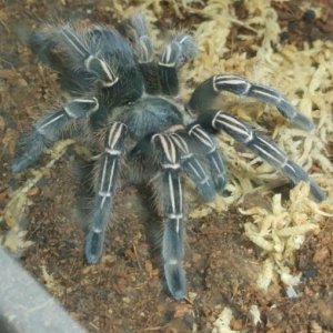 A.seemanni