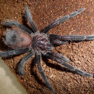 Xenesthis intermedia 6i; 4 Inch DLS; Molt Date 9-13-17; Photo'd 9-26-17