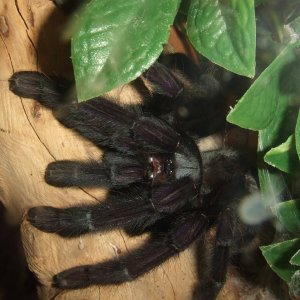 Lampropelma sp. Borneo Black - Sable