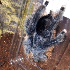 Avicularia azuraklassi