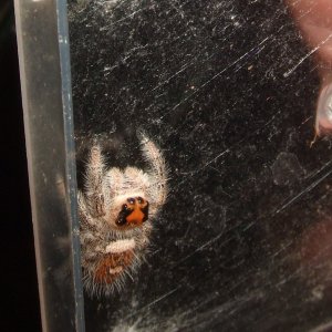 Phidippus regius - Tampa