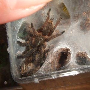 Chilobrachys sp Nong Ya Plong - Xian