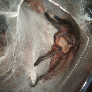 Chilobrachys sp. Kaeng Krachan - Tahm