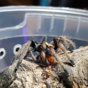 Gbb sling