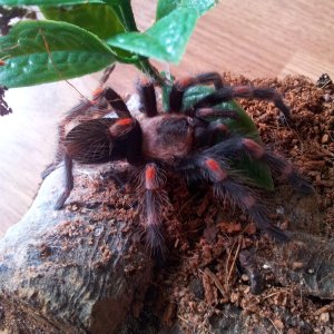 Burrito.........Brachypelma auratum