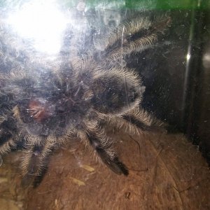 Brachypelma Albopilosum