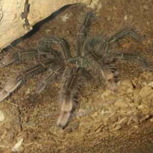 T.stirmi