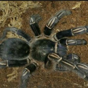 A.seemanni