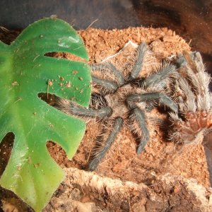 Brachypelma albopilosum Nicaragua - Nicarao