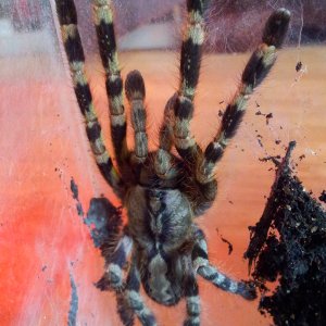 Kabira.......Poecilotheria hanumavillasumica