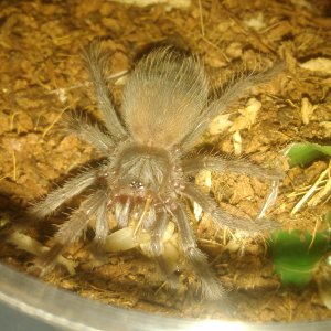 L.klugi sling feeding.