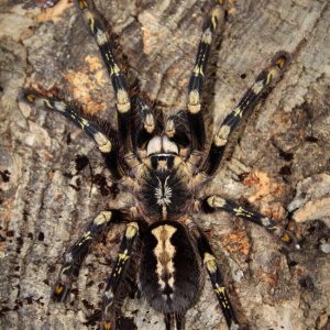 0.1 Poecilotheria subfusca