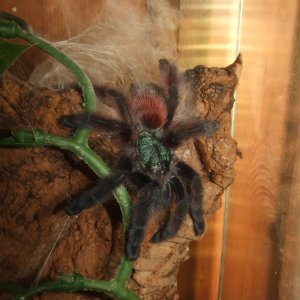 Caribena versicolor - Jazz