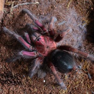 0.1 Phormictopus sp. 'Dominican purple'