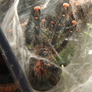 Avicularia sp. Peru Purple - Chimu