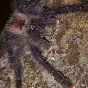 Avicularia sp Peru purple