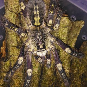 Poecilotheria subfusca