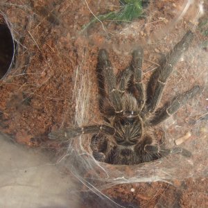 Ceratogyrus meridionalis - Rift