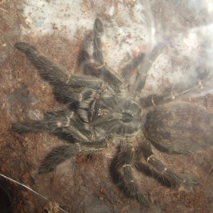 Ceratogyrus darlingii - Saan