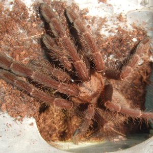 Thrigmopoeus truculentus - Ratta