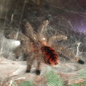 Avicularia minatrix - Autana