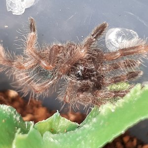 Psalmopoeus victori