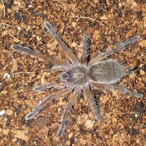 H. Pulchripes