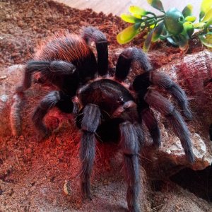 Tabasco.........Brachypelma Vagans