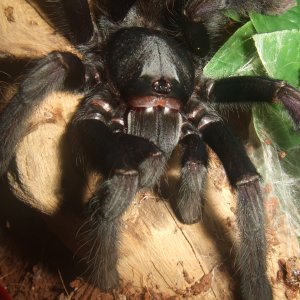 Lampropelma sp. Borneo Black - Sable