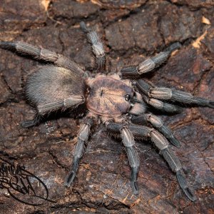 European Tarantula