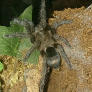 G.pulchra freshly molted.