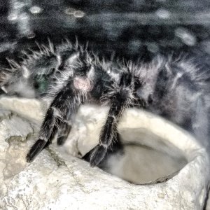 Latest molt L Klugi Justina