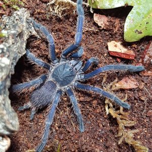 Juvenile ♀ Chilobrachys sp. Vietnam Blue