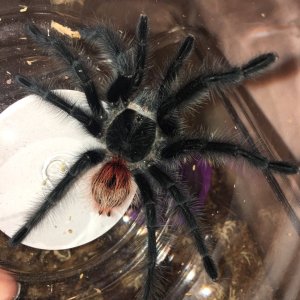 0.1 Grammostola iheringi