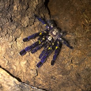 Poecilotheria metallica “Ayana”