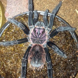 X. intermedia 7i; 4.5" DLS; Molt date 11-5-17; Photo'd 1-8-17