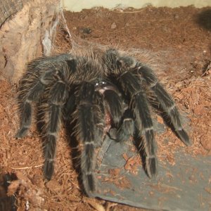 Lasiodora parahybana - Pip