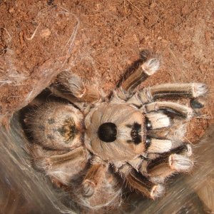 Ceratogyrus brachycephalus - Musina