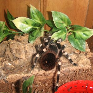 Acanthoscurria geniculata - Rio