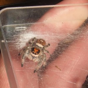 Phidippus regius - Tampa